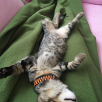 Tekir Kedi, Kedi  MAYA fotoğrafı