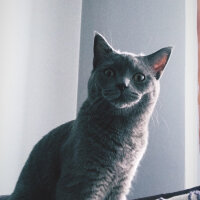 British Shorthair, Kedi  Ege fotoğrafı