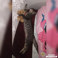 Tekir Kedi, Kedi  Karam fotoğrafı