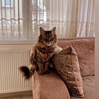Tekir Kedi, Kedi  Karam fotoğrafı