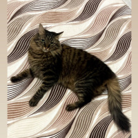 Tekir Kedi, Kedi  Karam fotoğrafı
