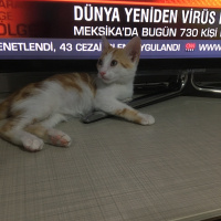 Sarman, Kedi  Uslu fotoğrafı