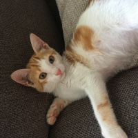 Sarman, Kedi  Uslu fotoğrafı