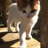 Tekir Kedi, Kedi  Odin fotoğrafı