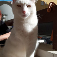 Tekir Kedi, Kedi  Şans fotoğrafı