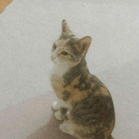 Tekir Kedi, Kedi  Miela fotoğrafı