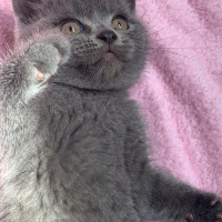 British Shorthair, Kedi  Pişi fotoğrafı