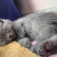 British Shorthair, Kedi  Pişi fotoğrafı