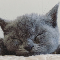 British Shorthair, Kedi  Pişi fotoğrafı