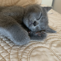 British Shorthair, Kedi  Pişi fotoğrafı