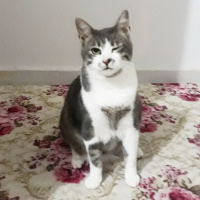 Tekir Kedi, Kedi  Barut fotoğrafı