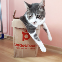 Tekir Kedi, Kedi  Barut fotoğrafı