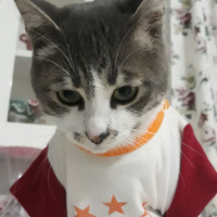 Tekir Kedi, Kedi  Barut fotoğrafı