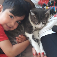 Tekir Kedi, Kedi  Barut fotoğrafı