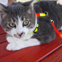 Tekir Kedi, Kedi  Barut fotoğrafı