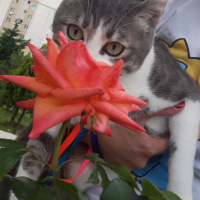 Tekir Kedi, Kedi  Barut fotoğrafı