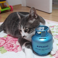 Tekir Kedi, Kedi  Barut fotoğrafı