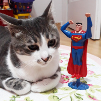 Tekir Kedi, Kedi  Barut fotoğrafı