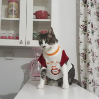Tekir Kedi, Kedi  Barut fotoğrafı