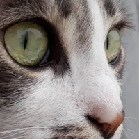 Tekir Kedi, Kedi  Barut fotoğrafı