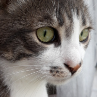 Tekir Kedi, Kedi  Barut fotoğrafı