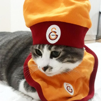 Tekir Kedi, Kedi  Barut fotoğrafı