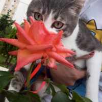Tekir Kedi, Kedi  Barut fotoğrafı