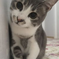 Tekir Kedi, Kedi  Barut fotoğrafı