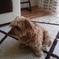 Norfolk Terrier, Köpek  Tarçın fotoğrafı