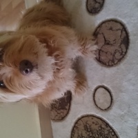 Norfolk Terrier, Köpek  Tarçın fotoğrafı