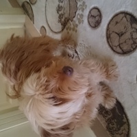 Norfolk Terrier, Köpek  Tarçın fotoğrafı