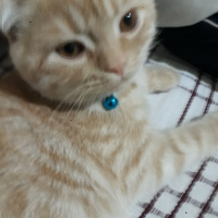 Scottish Fold, Kedi  Paşa fotoğrafı