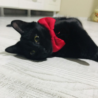 Tekir Kedi, Kedi  Zümrüt fotoğrafı