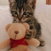 Somali, Kedi  Aslan fotoğrafı