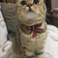 British Shorthair, Kedi  Mia fotoğrafı