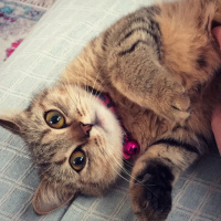 British Shorthair, Kedi  Mia fotoğrafı
