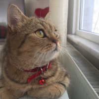 British Shorthair, Kedi  Mia fotoğrafı