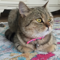 British Shorthair, Kedi  Mia fotoğrafı