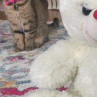 British Shorthair, Kedi  Mia fotoğrafı