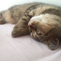 British Shorthair, Kedi  Mia fotoğrafı