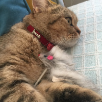 British Shorthair, Kedi  Mia fotoğrafı