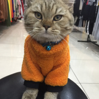 British Shorthair, Kedi  Mia fotoğrafı