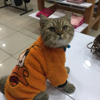 British Shorthair, Kedi  Mia fotoğrafı
