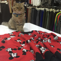 British Shorthair, Kedi  Mia fotoğrafı