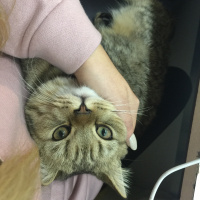 British Shorthair, Kedi  Mia fotoğrafı