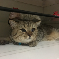 British Shorthair, Kedi  Mia fotoğrafı