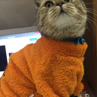 British Shorthair, Kedi  Mia fotoğrafı