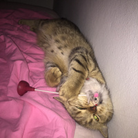 British Shorthair, Kedi  Mia fotoğrafı
