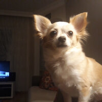 Chihuahua, Köpek  Köpük fotoğrafı