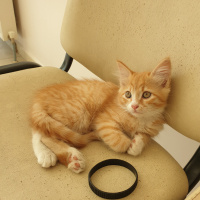 Sarman, Kedi  beppo fotoğrafı